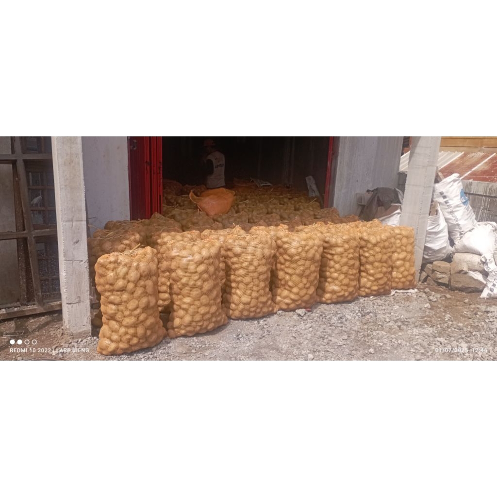 

Kentang Dieng Berkualitas Umbi Besar