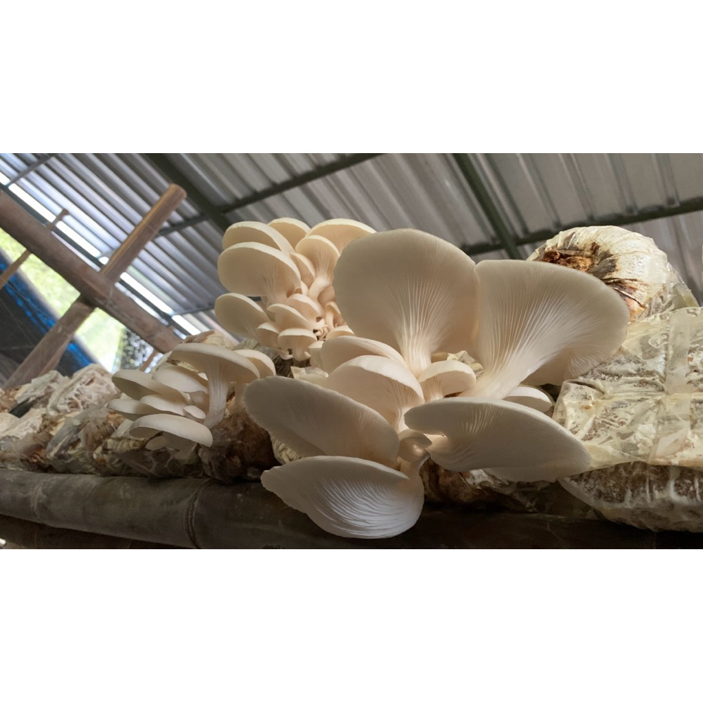 

BAGLOG JAMUR TIRAM PUTIH PAKET HEMAT 10pcs