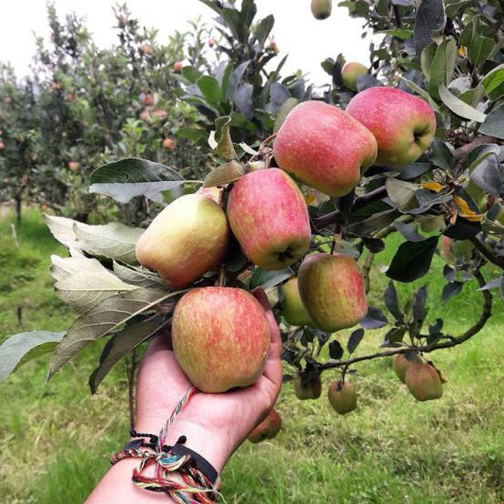 

indukan apel ana tinggi 1,5 okulasi rimbun batang besar (Fullmedia)