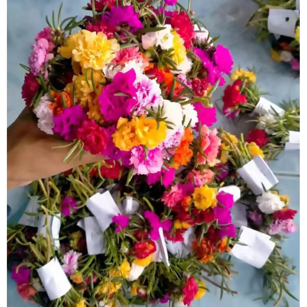 Bunga Sutra Bombay Mossros Portulaca Krokot Kembang Jam 8 Warna Random