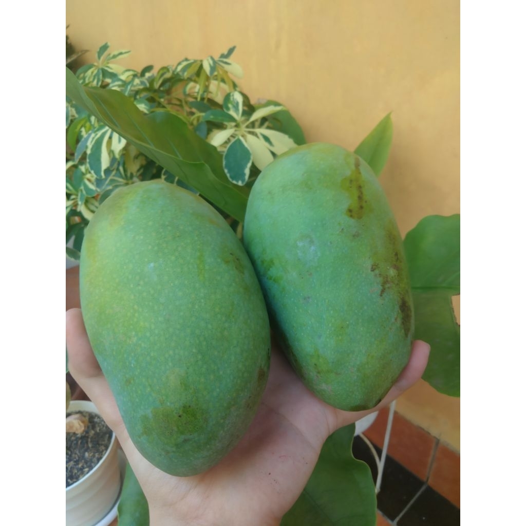 

MANGGA HARUMANIS KILOAN