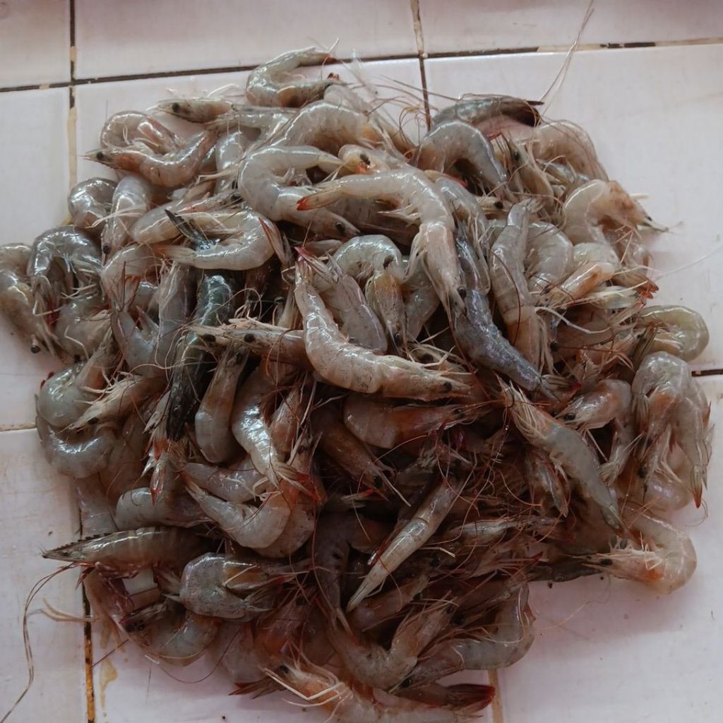 

UDANG PECI LAUT