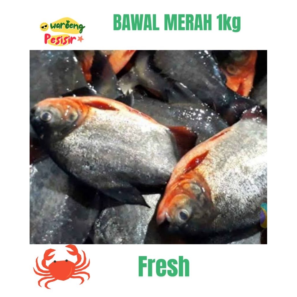 

IKAN BAWAL SEGAR – DIJUAL PER KILOGRAM