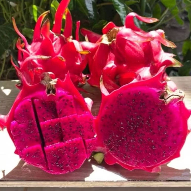 

NAGA MERAH BUAH 1KG [MINIMAL ORDER 1KG]