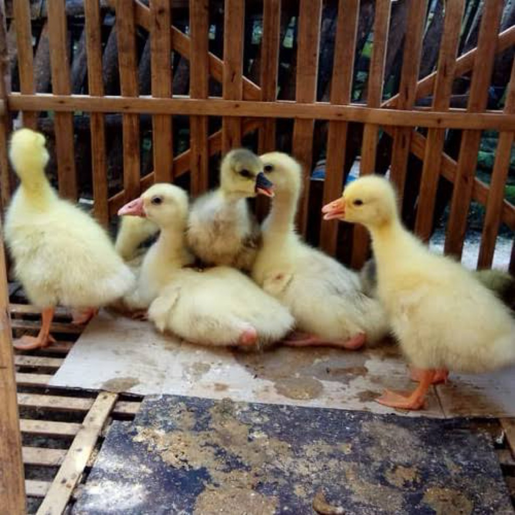 ANAKAN SOANG ANGSA ANAKAN BANYAK