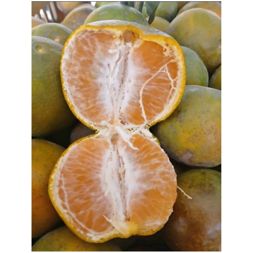 

Jeruk Siem Madu Malang manis 1kg