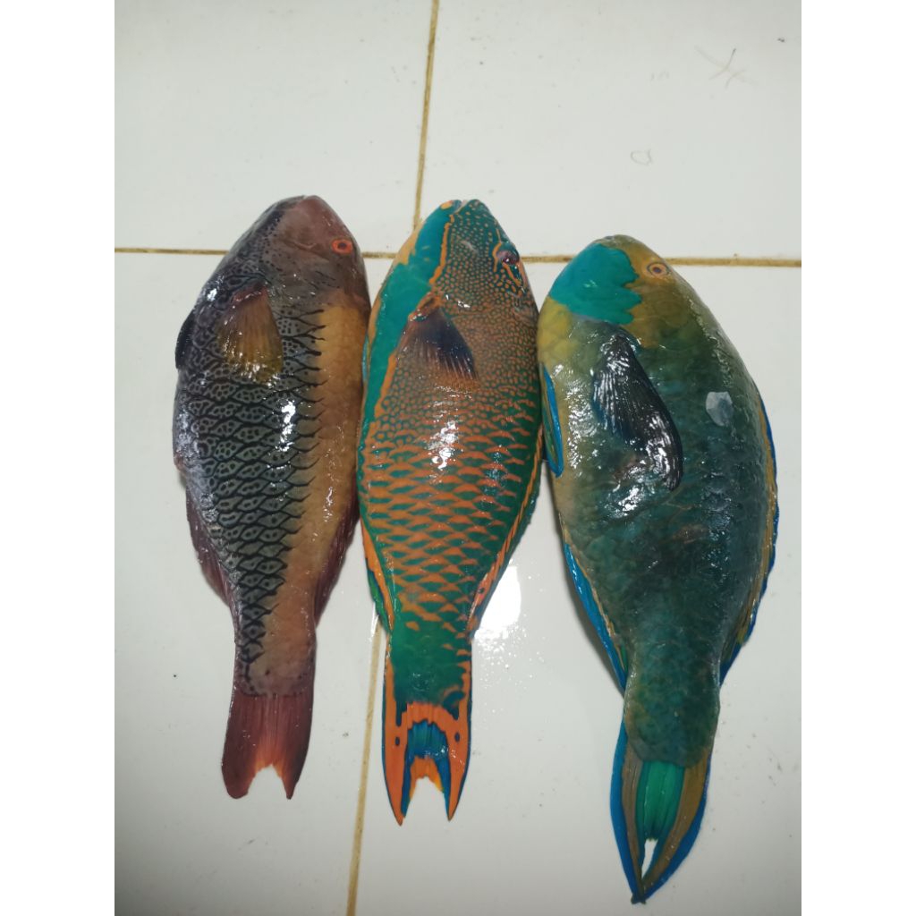 

Napoleon Fresh 1kg Size 1 - 3