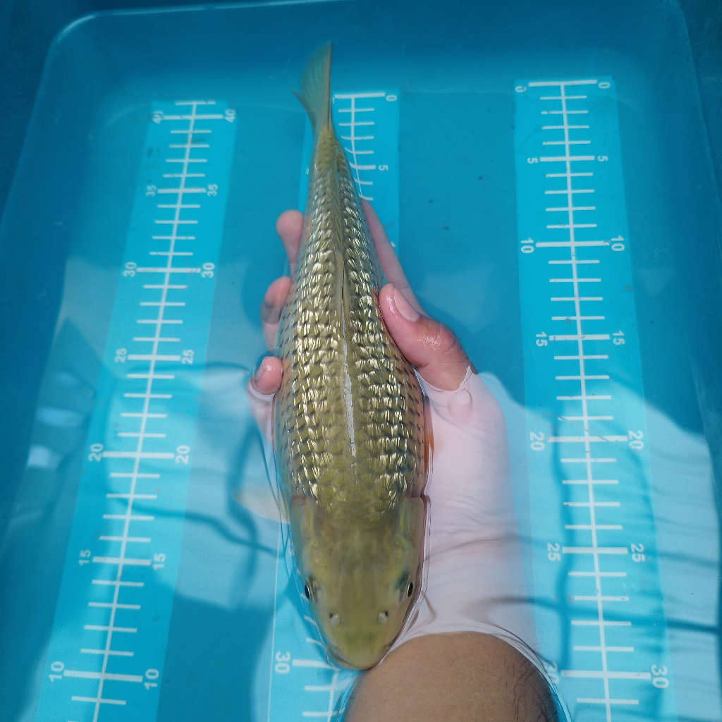 ikan koi chagoi ginrin tembaga sisik 31 bulky munuk cm BU blitar sanke ochiba shiro showa ogon kohak