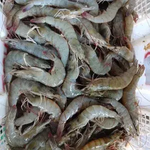 

Udang segar 1/2kg