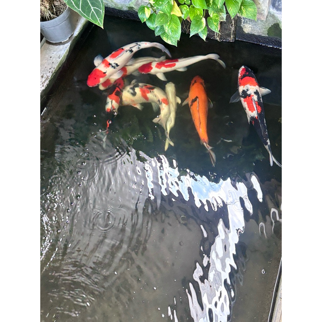 ikan KOI JUMBO sepaket