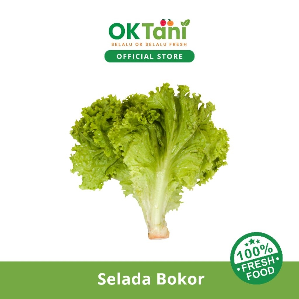 

Selada Bokor Fresh Murah - 250gram 500gram