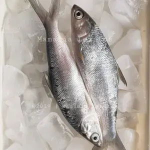 

ikan bandeng(tersedia dr pukul 06.00-08.30) 1 ekor