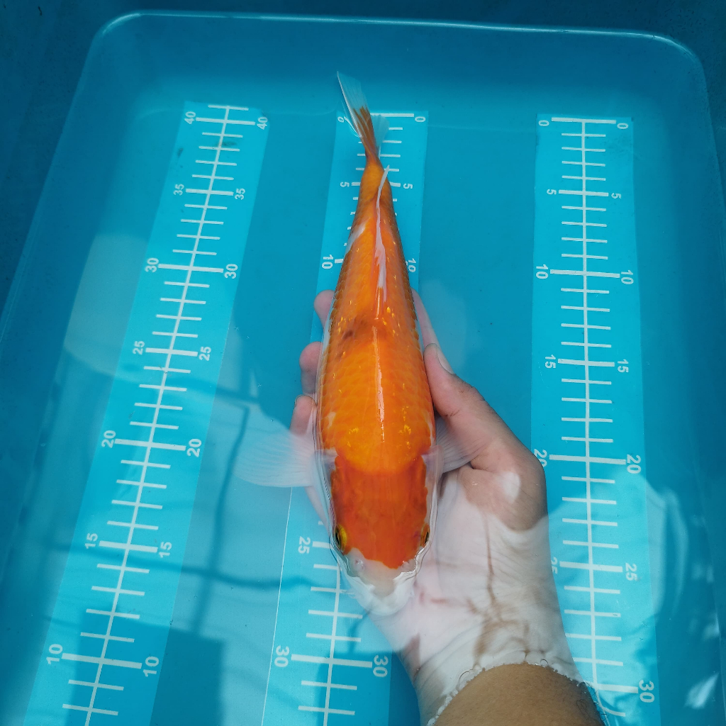 ikan koi kohaku sisik 28 cm BU blitar sanke ochiba shiro showa ogon kohaku penjinak kolam HQ sesuai 