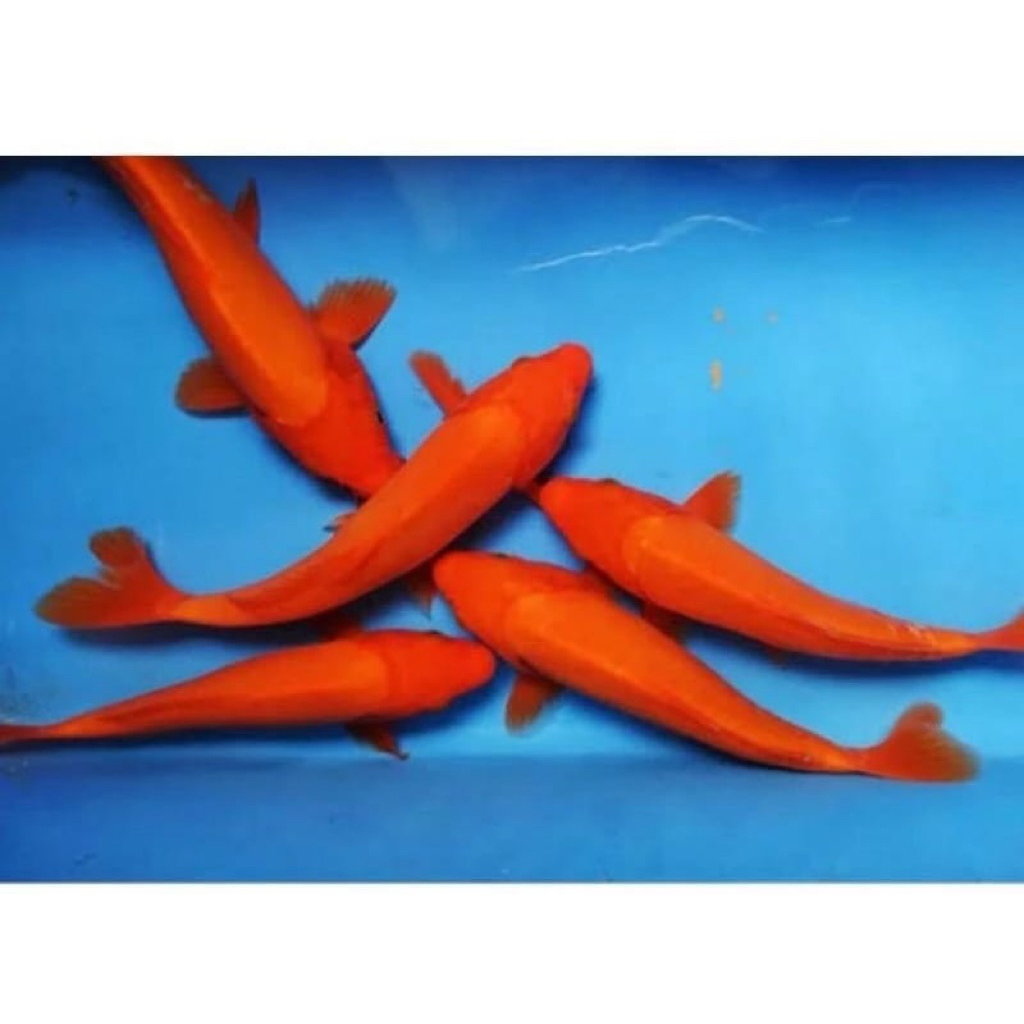 Ready Koi Benigoi Size 10-12Cm Super Cantik Berquality Blitar Grade A