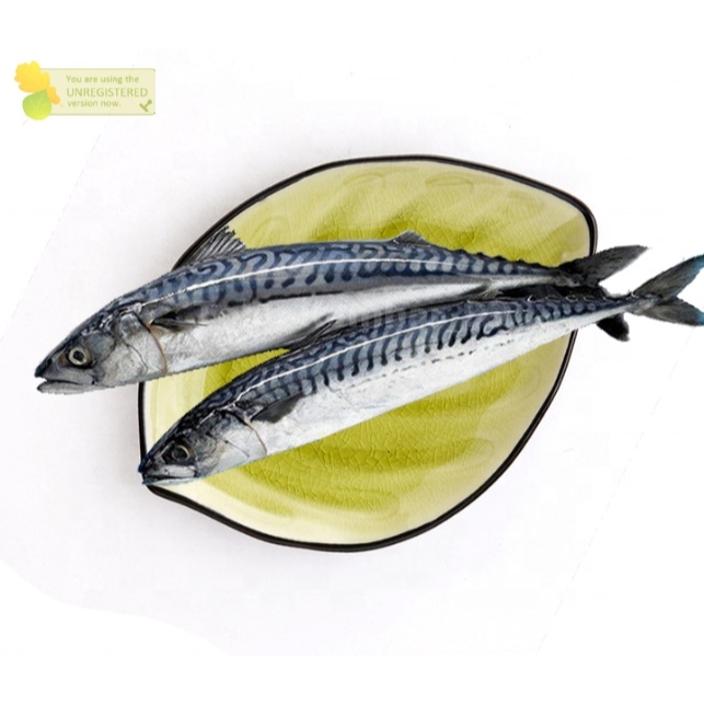 

Ikan Makarel Segar Ikan Salem Makarel Ikan Saba 1kg