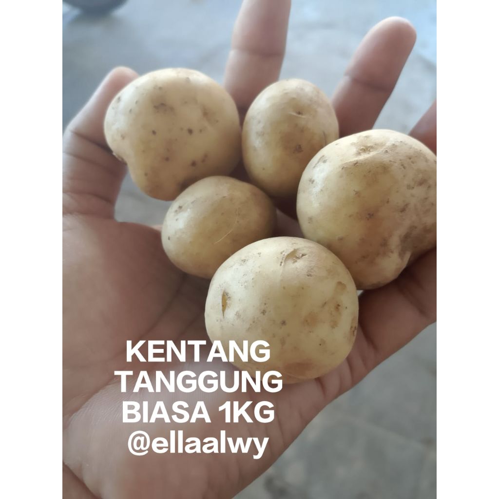 

KENTANG TANGGUNG BIASA 1kg