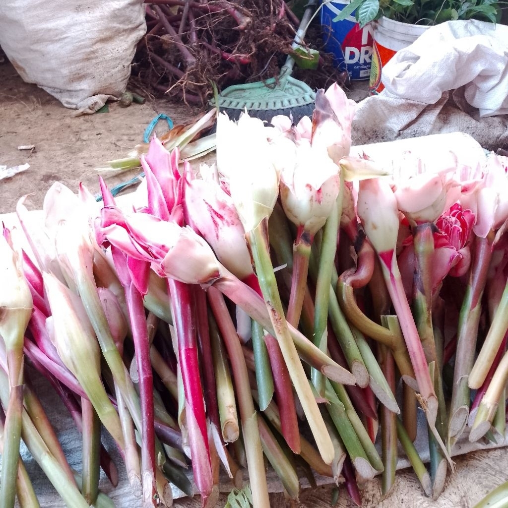 

bunga kecombrang /satu pcs