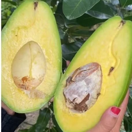 

Alpukat Mentega Besar 1kg isi 3-4 Buah