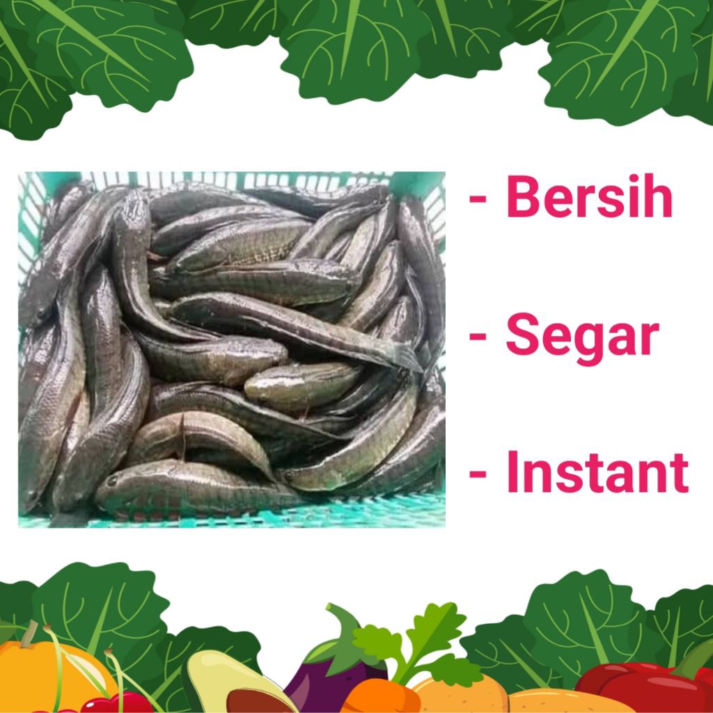 

IKAN GABUS SEGAR & BERSIH