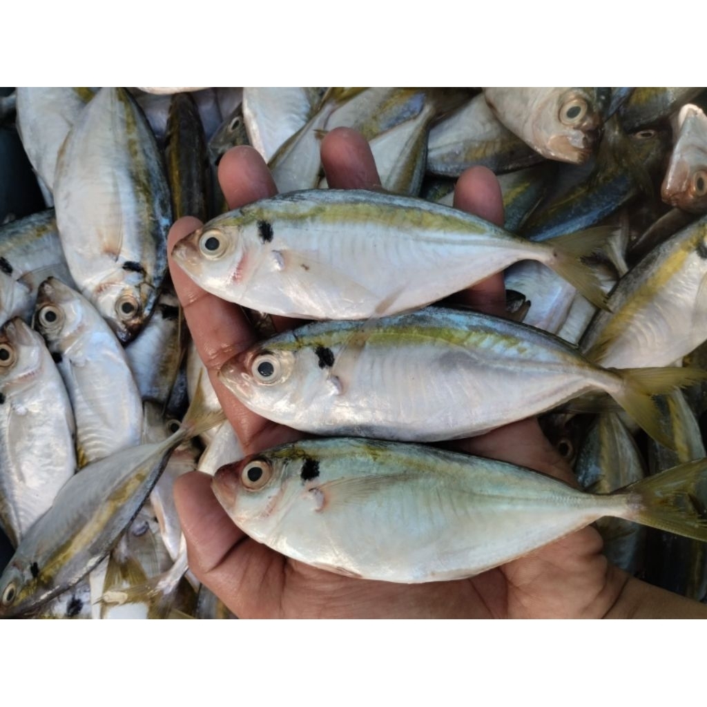 

IKAN ASIN SELAR / IKAN SELAR / IKAN PEDA