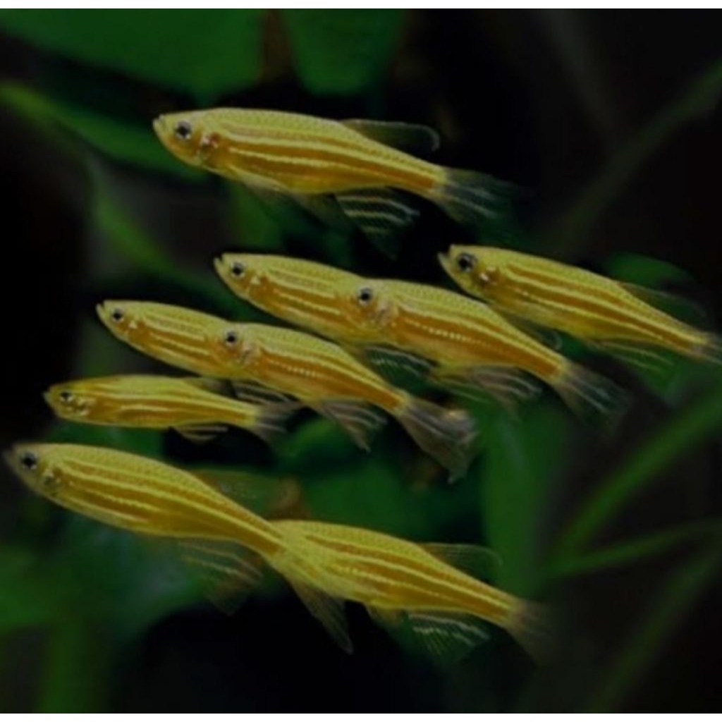 Ikan aquascape ZEBRA DANIO