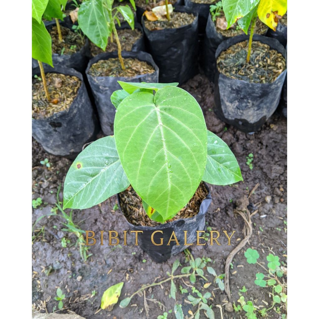 Bibit Tanaman Buah Markisa Konyal Orange - Bibit buah Markisa Konyal Manis - Bibit Galery