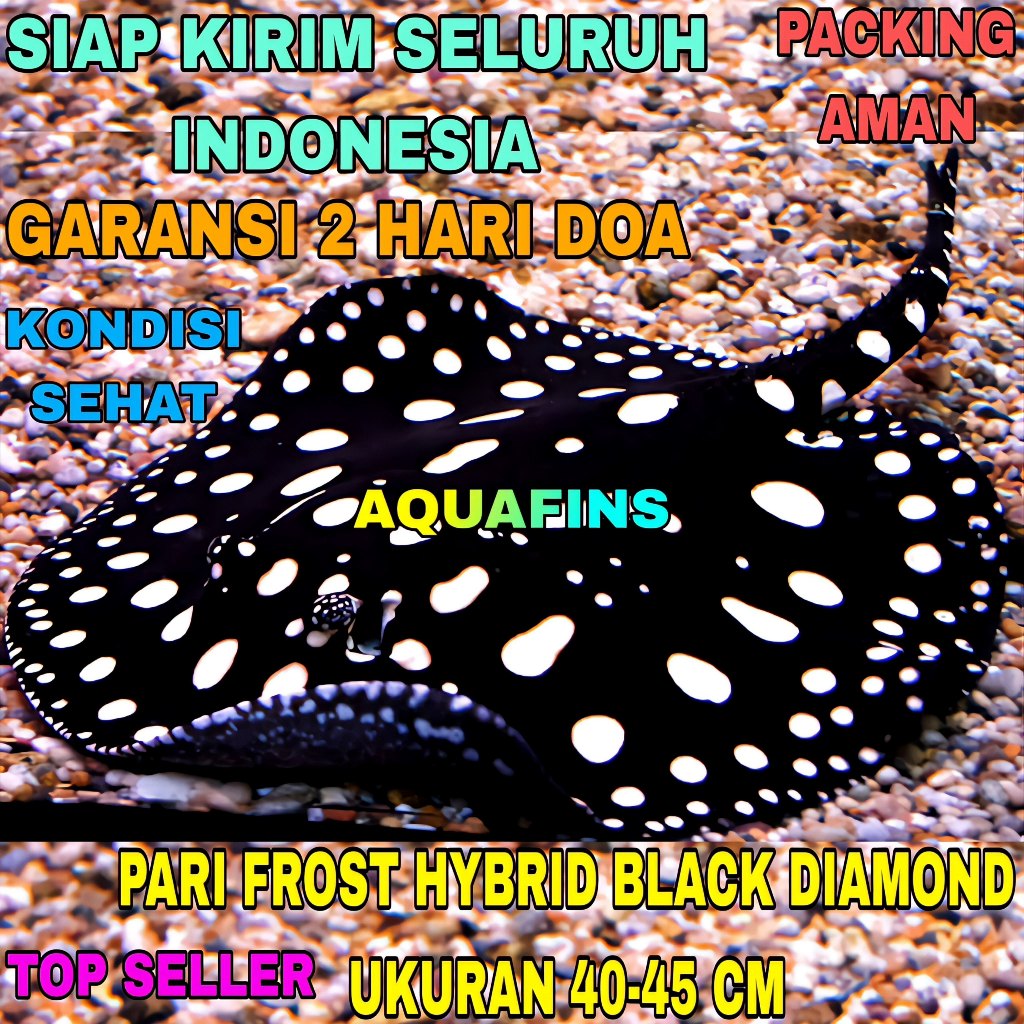 HIASAN PARI AIR TAWAR FROST BLACK DIAMOND HYBRID UKURAN 40-45 CM