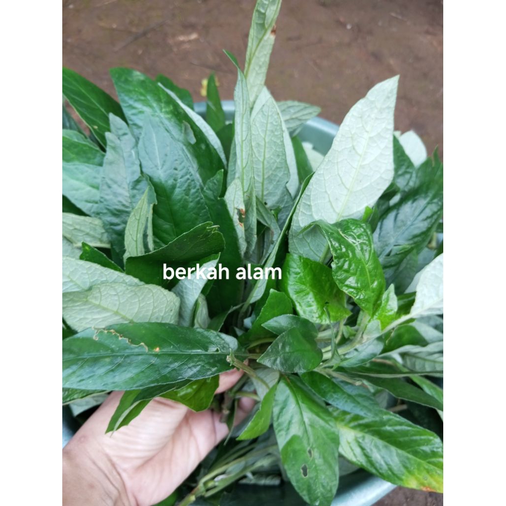 

lalapan herbal daun reundeu segar