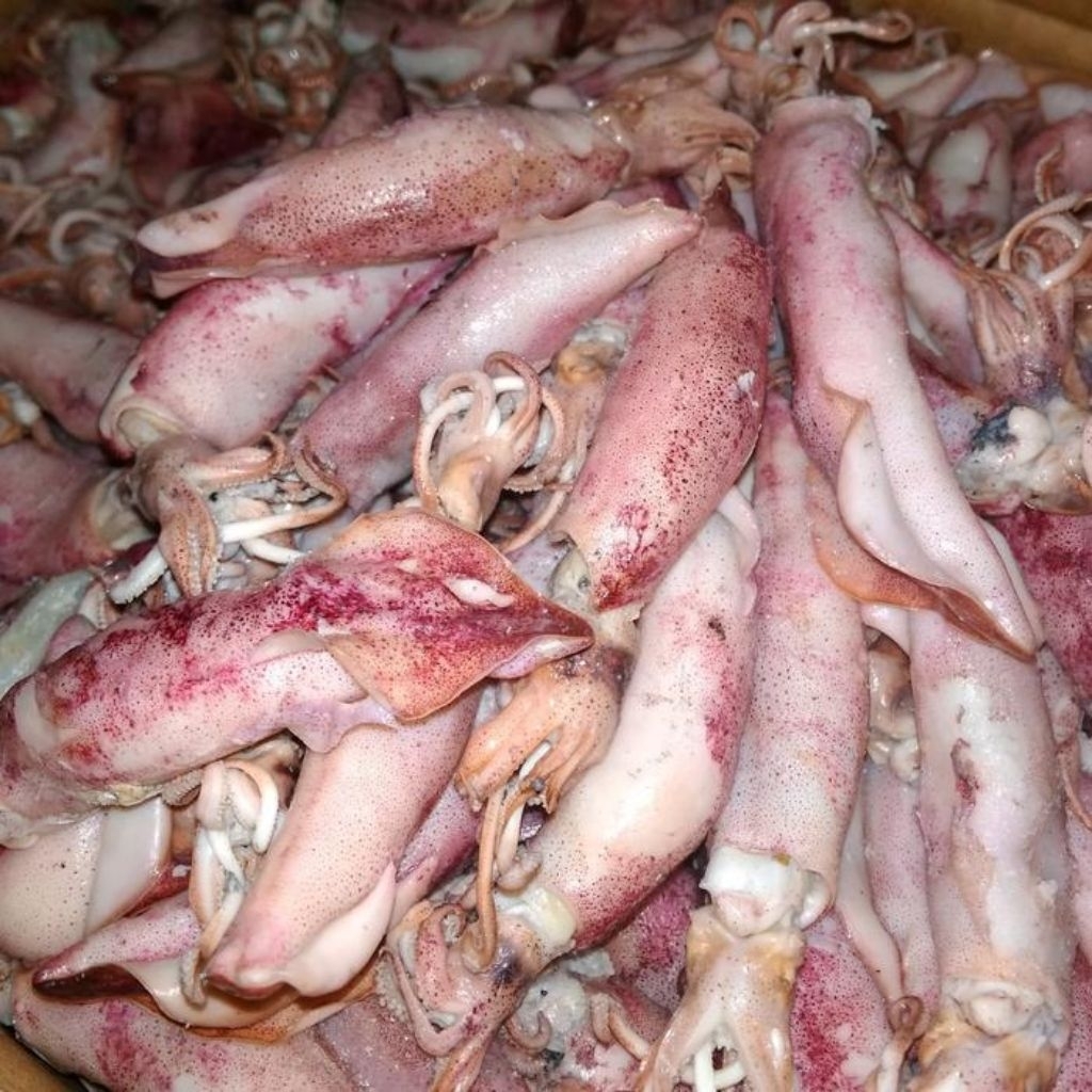 

cumi sotong kering murah ikan asin cumi kering