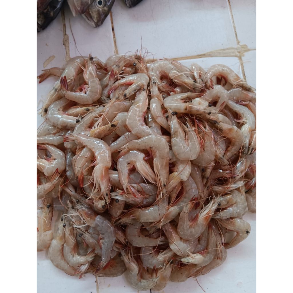 

UDANG LAUT JEREBUNG