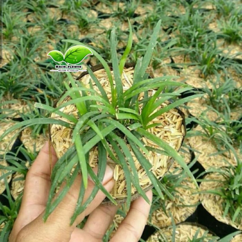 Tanaman hias kucai mini - lily kucai mini - rumput kucai mini