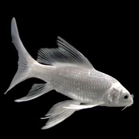 Koi platinum slayer butterfly