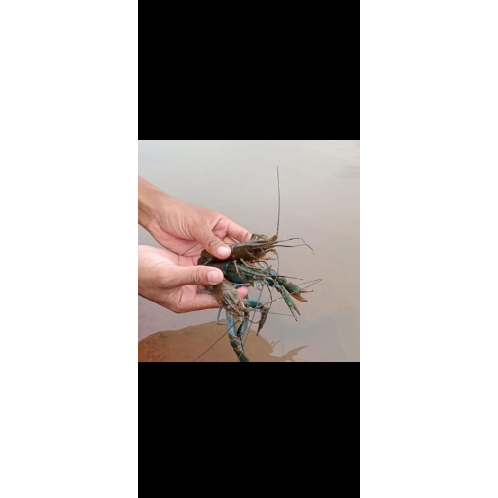 udang lobster air tawar red claw