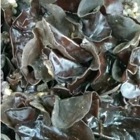 

Jamur kuping Itam 250gr