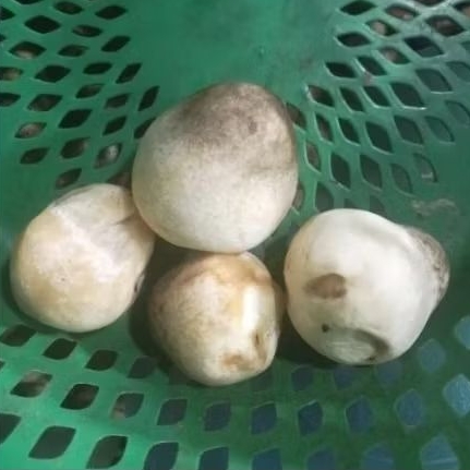 

Jamur Kancing 250Grm/500gr