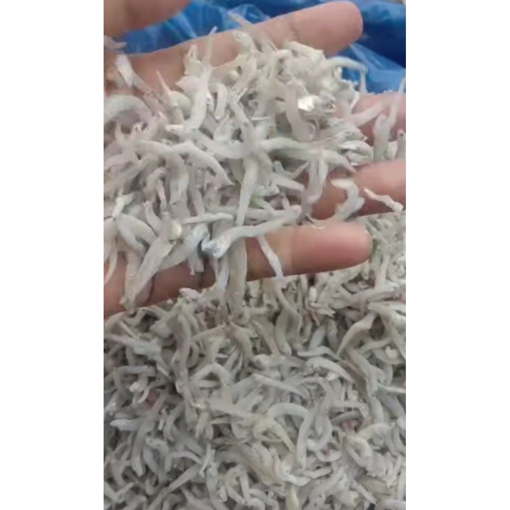 

Teri toge fresh khas Medan 250gram (asli tanjung balai)