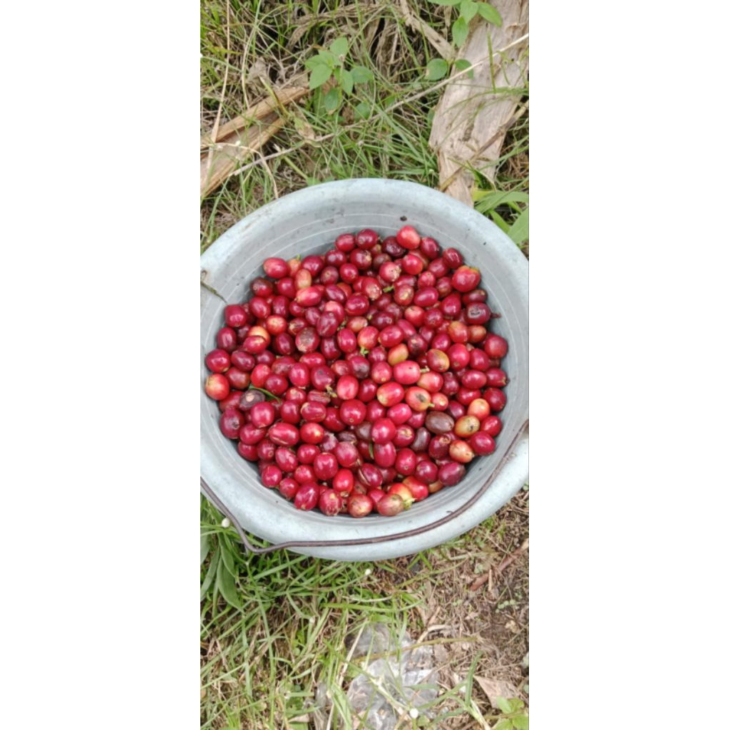 

Buah segar kopi arabika gayo ateng super 1 kg