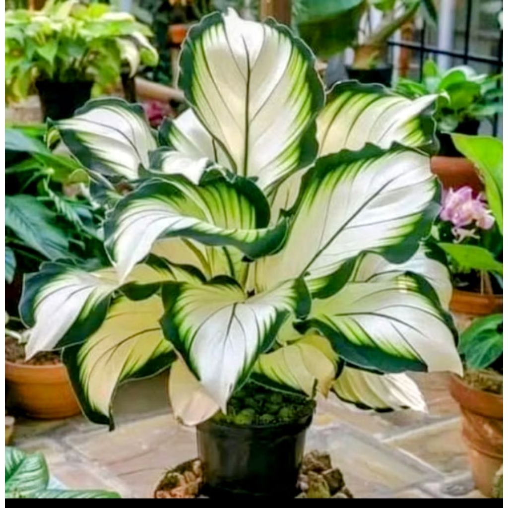 Liceriashop17 (Bisa ) Aglonema Diven Tisu Golden - Tanaman Hias Meriah - Diven Cantik - Tanaman