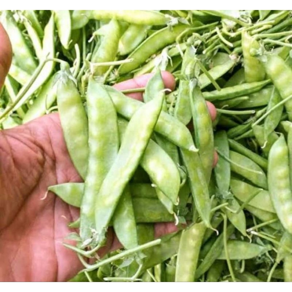 

kacang kapri olahan petani lokal