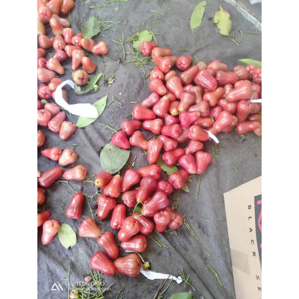 

jambu citra grade A B C (cod bayar di tempat,