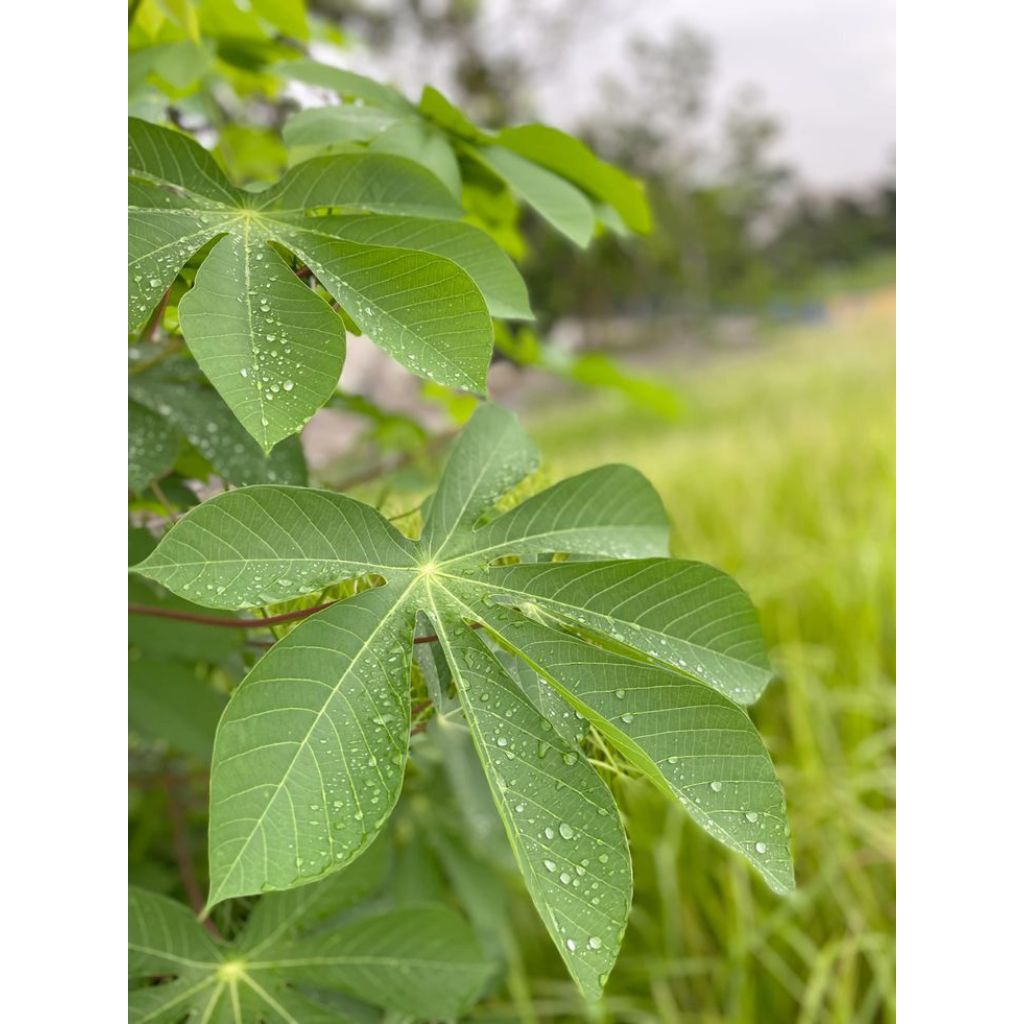 

Daun Singkong Segar – Sayur Daun Muda Siap Masak