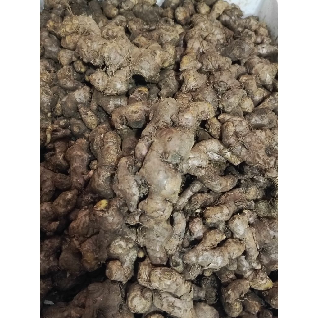 

JAHE MERAH FRESH BEST SELLER