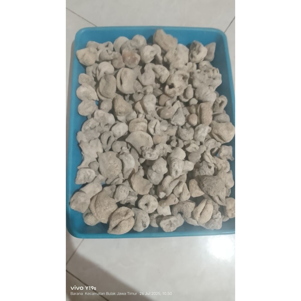 

TERIPANG BOLA/HAISOM SEA CUCUMBER SISA SUTIRAN