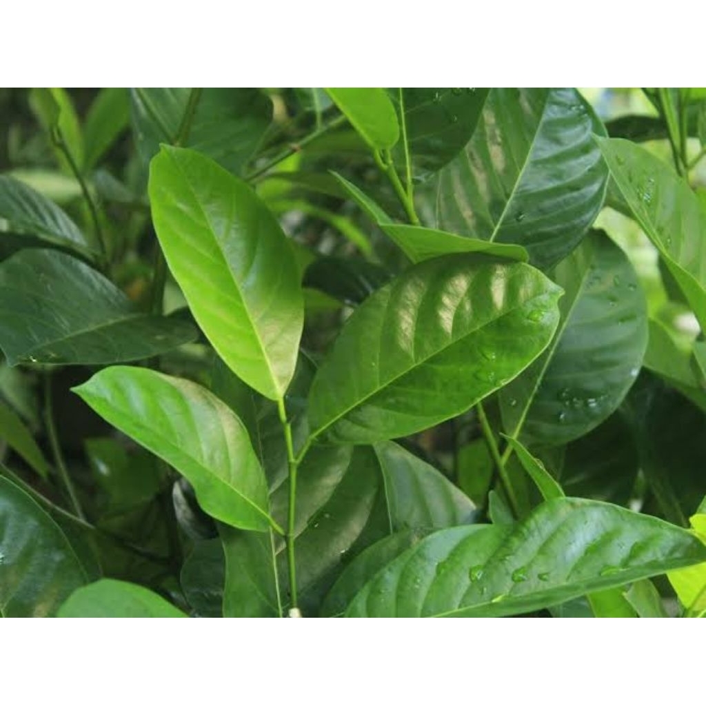 

daun salam fresh seger Kualitas terbaik per iket 300 gram