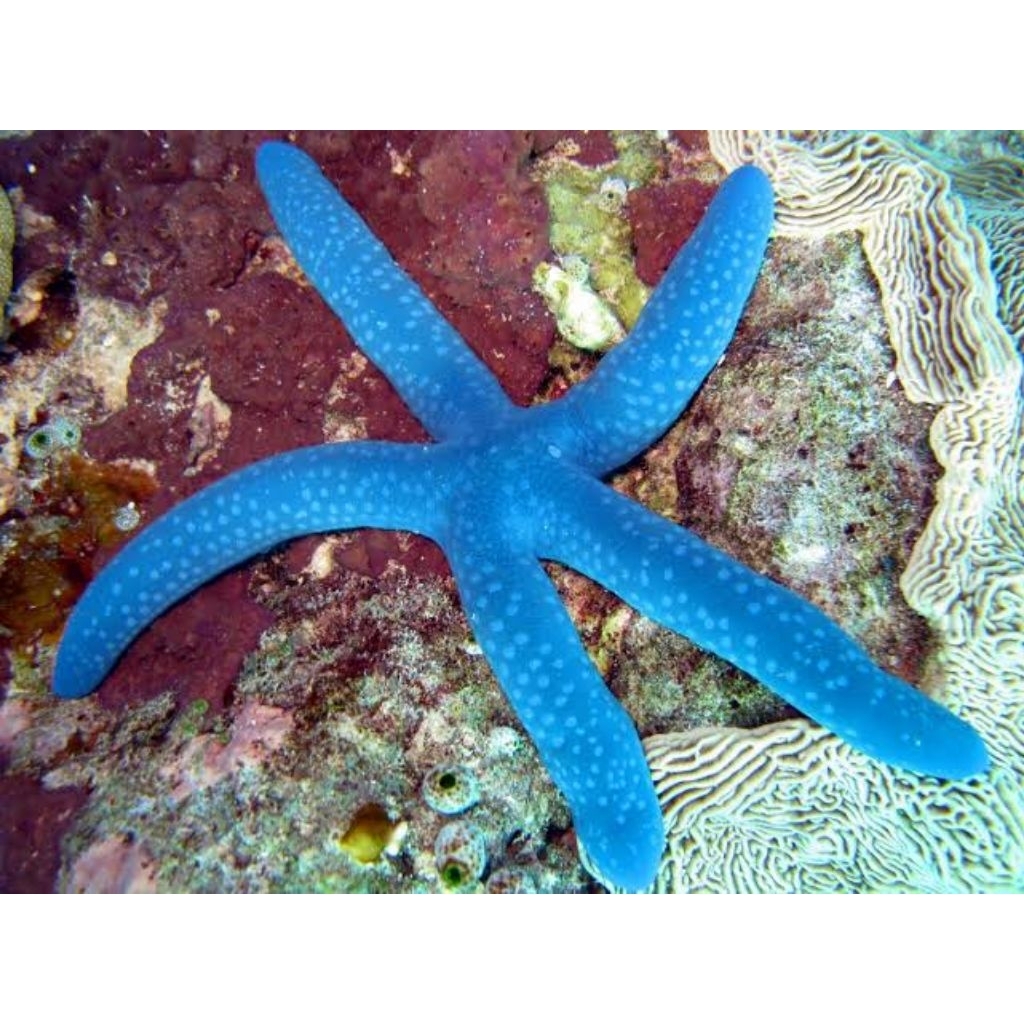 BINTANG LAUT BIRU HIASAN AKUARIUM LAUT