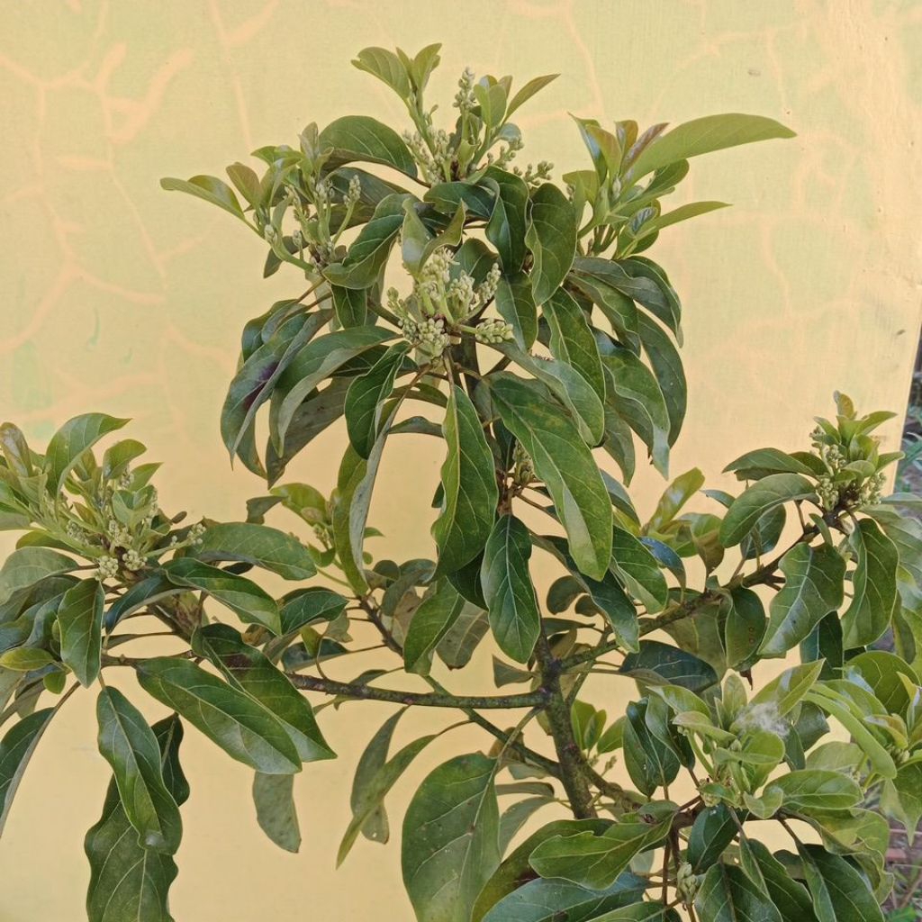 

INDUKAN Alpukat KELUD Full Bunga