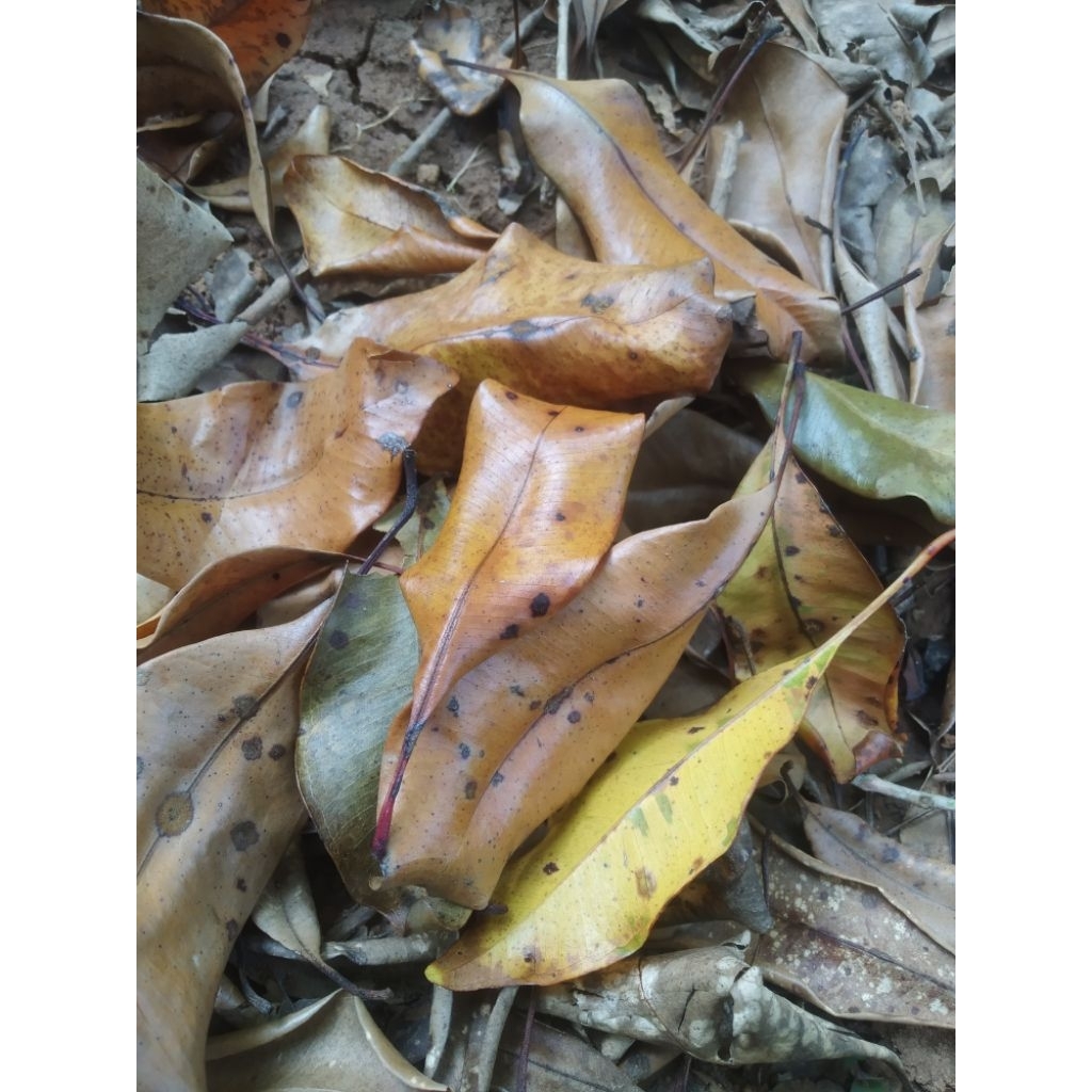 

Daun Cengkeh Kering 1kg Kualitas