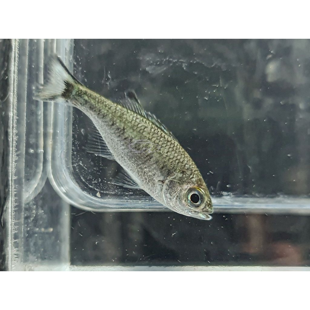 Jungle Perch/Dark-margined Flagtail (Kuhlia cf. marginata)