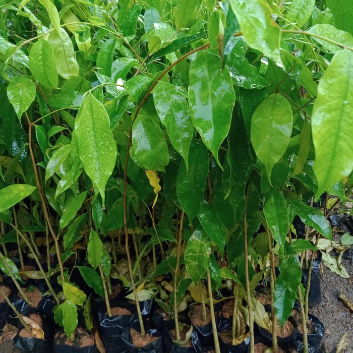 Bibit Pohon Gaharu Super