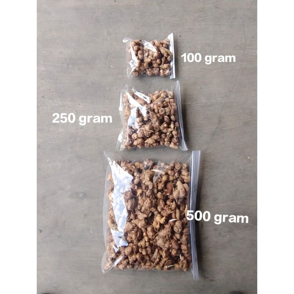 

CIKUR ATAU KENCUR FRESH ORIGINAL